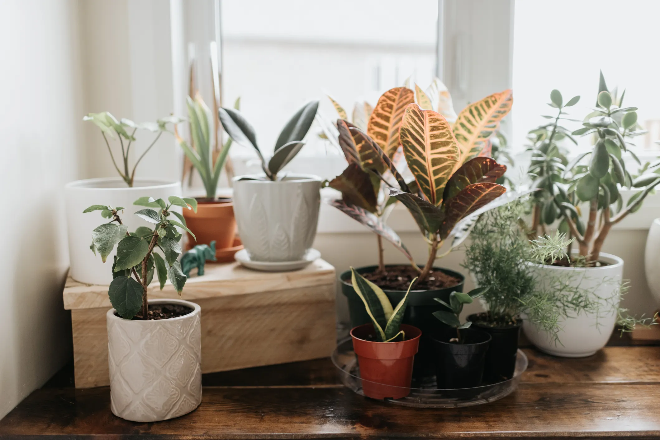 House Plants That Are Easy to Keep Alive